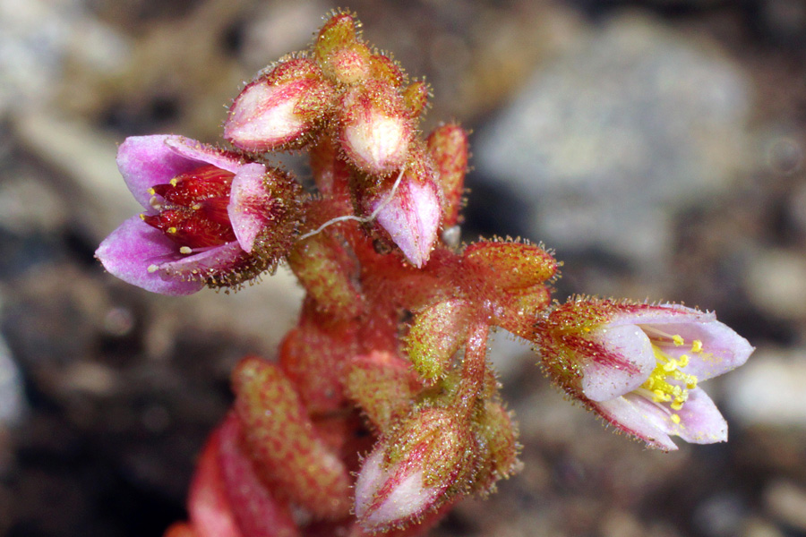 Sedum glandulosum / Borracina ghiandolosa